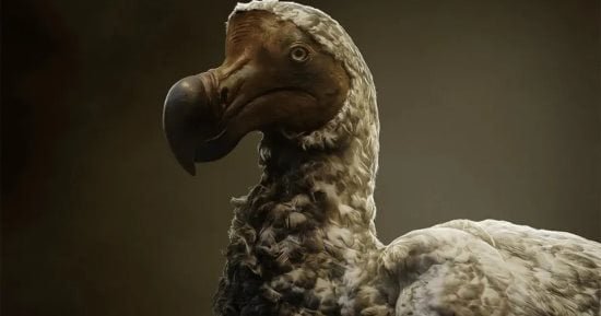 “طائر الدودو” يعود للحياة بعد 4000 عام من انقراضه.. هل ينجح استنساخه؟ “طائر الدودو” يعود للحياة بعد 4000 عام من انقراضه.. هل ينجح استنساخه؟